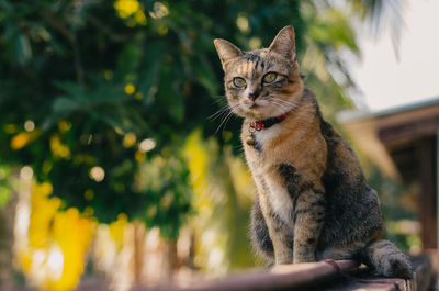 Adorable brown color domestic cat sitting and looking somewhere on fence of the house.