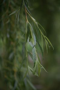 Close-up of weeping willow