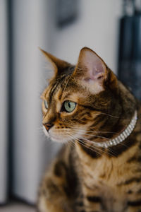 Close-up of cat looking away