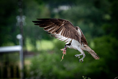 Close-up of eagle flying