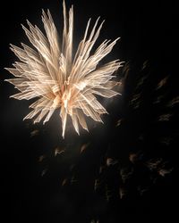 Low angle view of firework display against sky at night