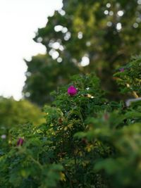 Close-up of plant growing on plant