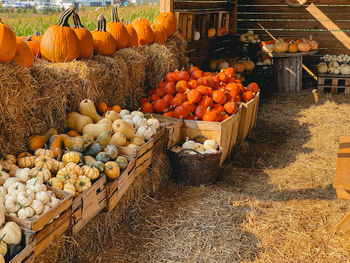 View of pumpkins for sale at market stall