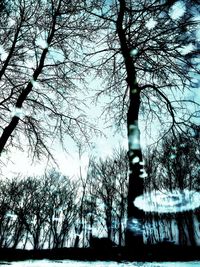 Low angle view of tree against sky