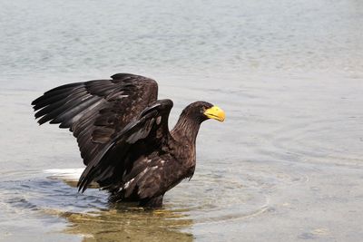 Bird flying over lake