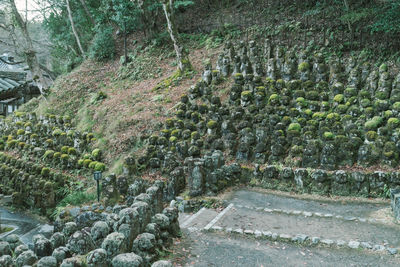 High angle view of footpath amidst trees in forest