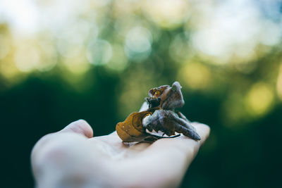 Close-up of hand holding insect on leaf