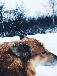 Close-up of dog on snow covered field