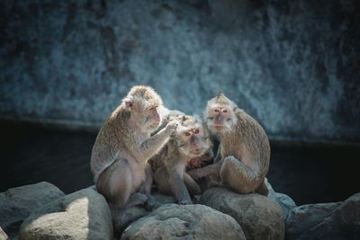 Monkey sitting on rock