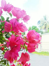 Close-up of pink flowers on tree