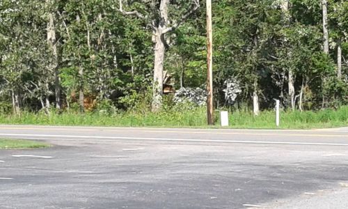 Road by trees in city