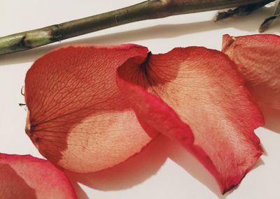 Close-up of pink rose