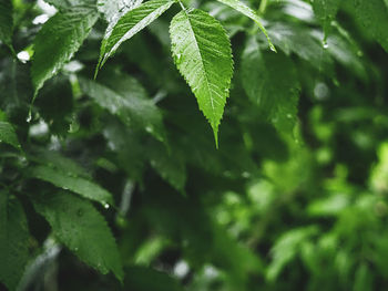 Full frame shot of fresh green leaves