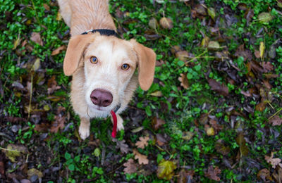 High angle portrait of dog on field