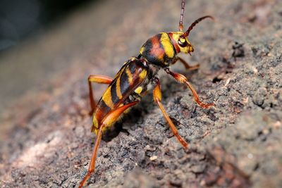 Close-up of insect on rock