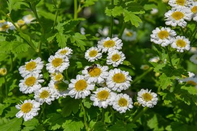 Close-up of white daisy flowers