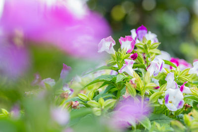 Close-up of pink flowering plant