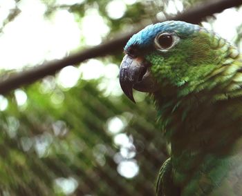 Close-up of parrot perching on tree