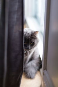 Close-up of cat peeking through window