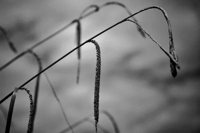 Close-up of barbed wire fence