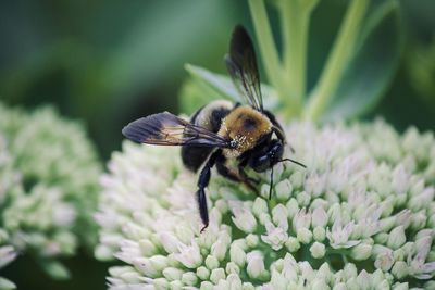 Close-up of bee pollinating on purple flower