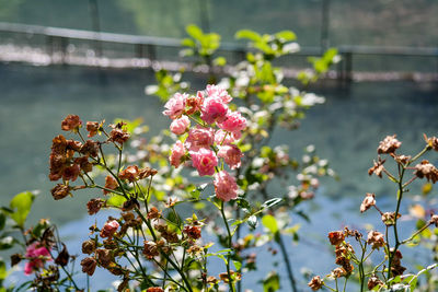 Close-up of pink flowers