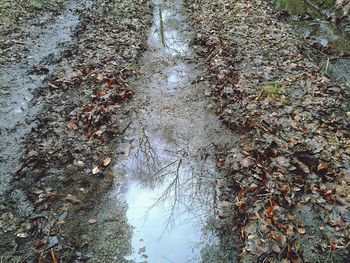 Reflection of trees in puddle