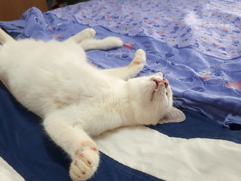 High angle view of cat lying on bed