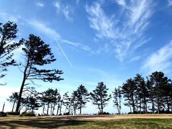 Trees on field against sky