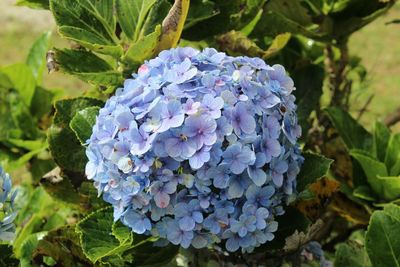 High angle view of purple hydrangea plant