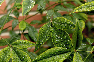 Close-up of wet plant leaves during rainy season