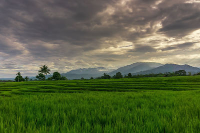 Indonesian morning view in green rice fields