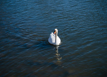 Swan swimming in lake