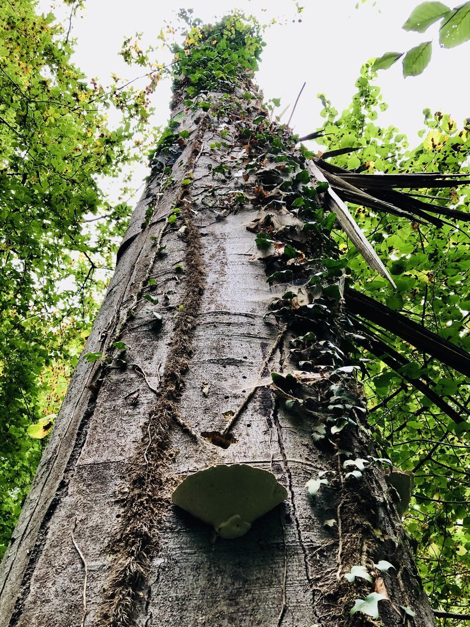 LOW ANGLE VIEW OF TREE AGAINST SKY