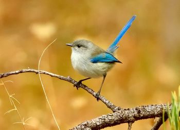 Close-up of bird perching on branch