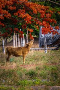 Cow standing in a park