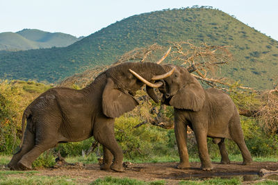 African elephant, wildlife scene in nature habitat