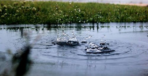 Reflection of trees in water