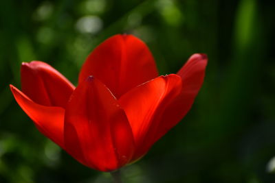 Close-up of red tulip