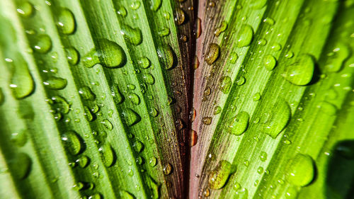 Close-up of raindrops on green leaves