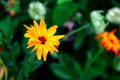 Close-up of yellow flower blooming outdoors