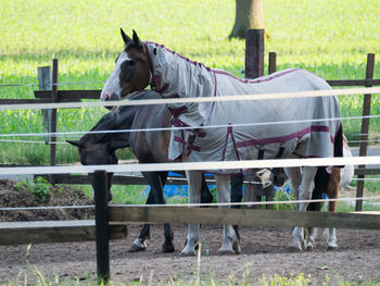 View of horse in ranch