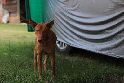 Portrait of dog standing on field