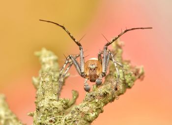 Close-up of insect on plant