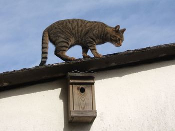 Low angle view of a cat on roof
