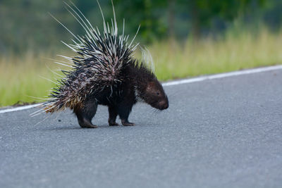 Close-up of an animal on the road