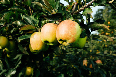 Ripe apples in orchard ready for harvesting