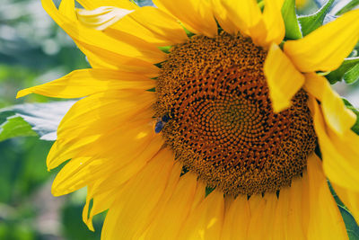 Close-up of bee on sunflower