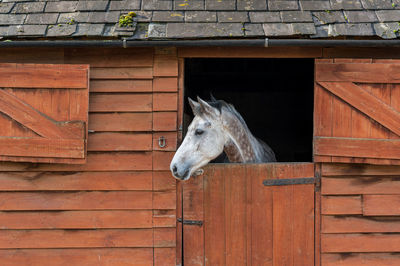 White horse in a stable looking out over half open dutch door.