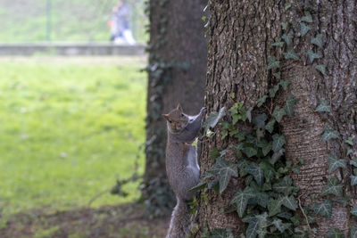 View of deer on tree trunk